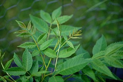 Platycarya stobilacea - platykaryje šišticovitá - letní listy
